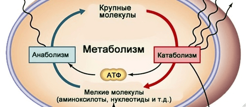 Метаболизм при смене весовой категории